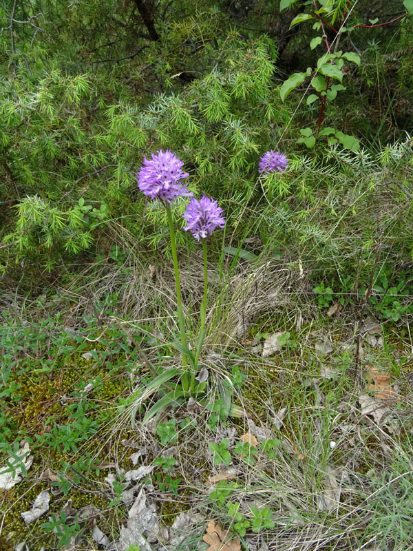 Neotinea tridentata - Cadine (TN)